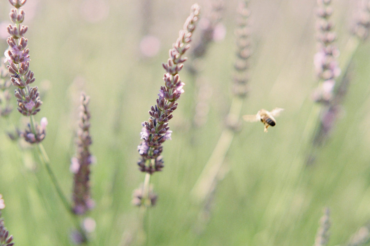 lavender spray